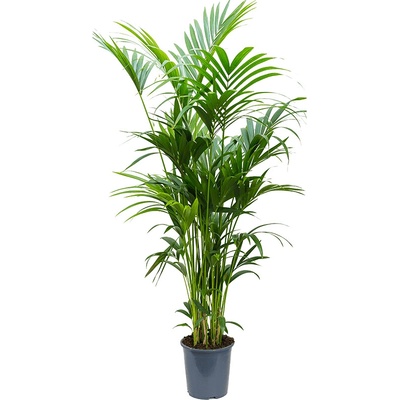 Kentia (Howea) forsteriana tuft extra 8/10pp 27x200 cm