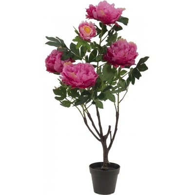 Růžová pivoňka, 90 cm