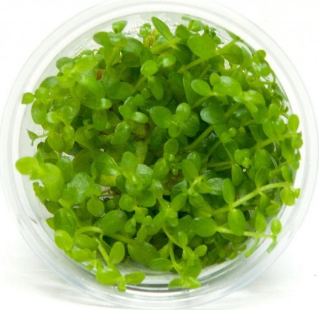 Bacopa australis