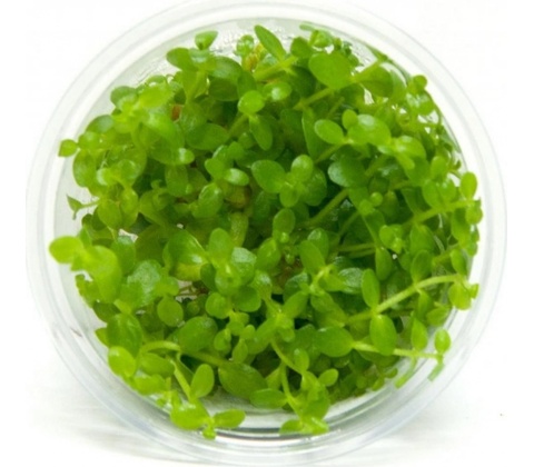 Bacopa australis