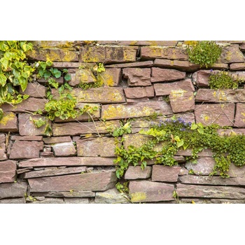 DIMEX ART s. r. o Флизелинов фототапет стена с растения 375 x 250 см