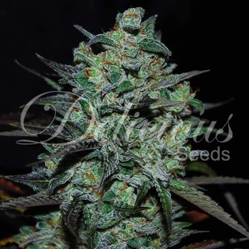 Delicious Seeds Northern Light Blue THC Free semena neobsahují THC 100 ks