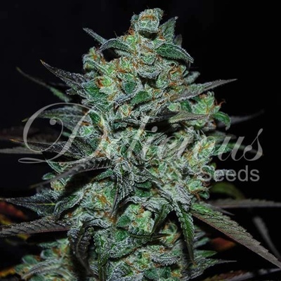 Delicious Seeds Northern Light Blue THC Free semena neobsahují THC 100 ks