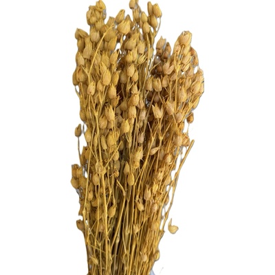 Silene žlutá 100 g