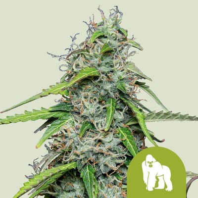 Royal Queen Seeds Royal Gorilla Automatic semena neobsahují THC 5 ks