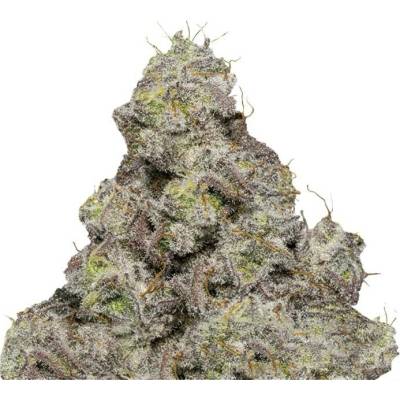 Growers Choice Blue Forest Berry semena neobsahují THC 5 ks