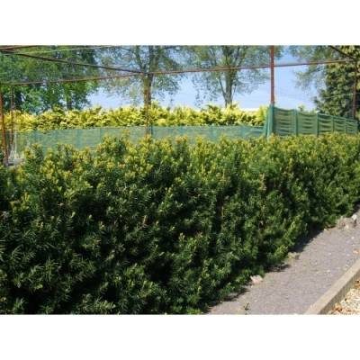 Tis prostredný (Taxus Media) ´HICKSII´ - výška 20-40 cm, kont. C2L