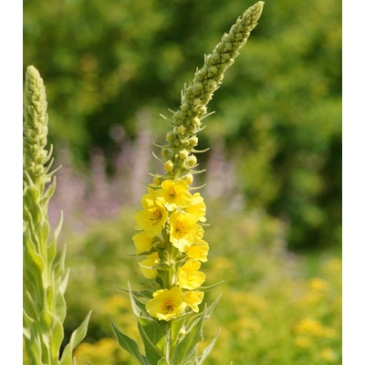 Divizna sápovitá Verbascum phlomoides semena divizny 0,1 g