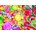 ROOVI - Puzzle Lollipops - 1 000 piese