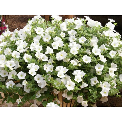 Petúnia Surfinia White