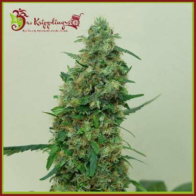 Dr. Krippling Seeds Patel's Cornershop Surprise semena neobsahují THC 10 ks