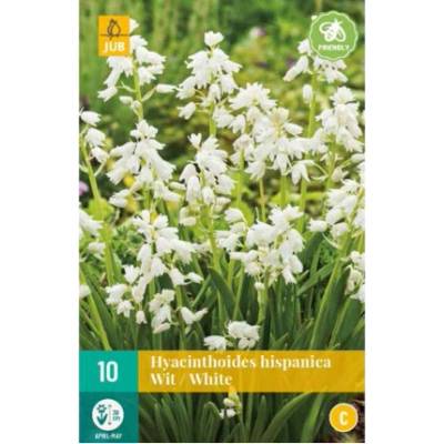 Maják Hyacintovec Hispanica White "C" 10 ks