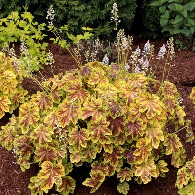 GREENBOSS FLOWER Dlužela 'Gold Zebra' Průměr květináče: 9 až 12 cm