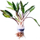 Kryptokoryna wendtii