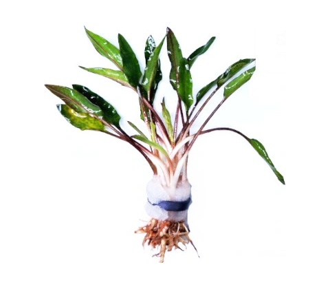 Kryptokoryna wendtii