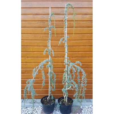 Céder Atlaský (Cedrus atlantica ´Glauca Pendula´) veľkosť 200-250cm