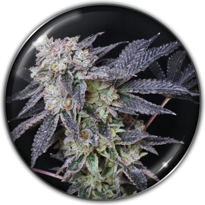 Medical Seeds Co. Mintzkittlez semienka neobsahujú THC 3 ks