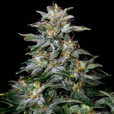 Doctors Choice Lowryder AUTO regular semena neobsahují THC 10 ks