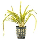 Cryptocoryne balansae