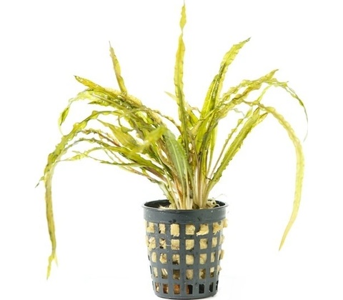 Cryptocoryne balansae