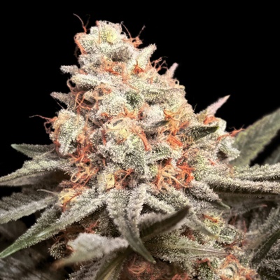 00 Seeds Bank Rainbow Mints semienka neobsahujú THC 25 ks