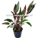 Cryptocoryne walkerii