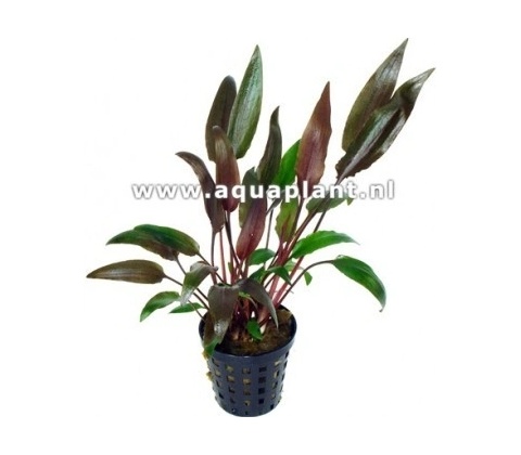 Cryptocoryne walkerii