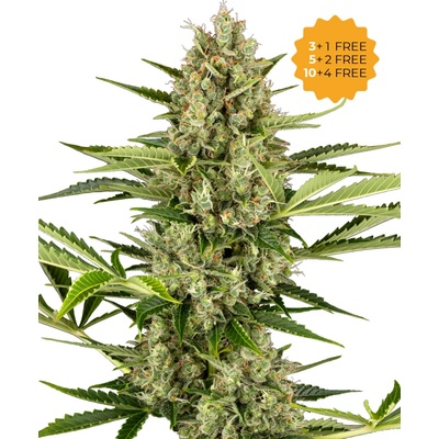 Sensi Seeds Jack Herer Automatic semena neobsahují THC 3 ks