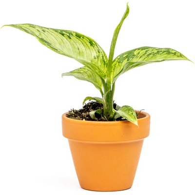 Gardners Dieffenbachia Crocodile, průměr 6 cm Difenbachie, mramornatka