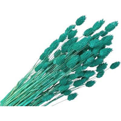 Sušená tráva Phalaris - Chrastica 100g - tyrkysová