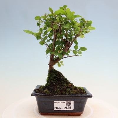 e-bonsai Pokojová bonsai - Sagerécie thea - Sagerécie thea