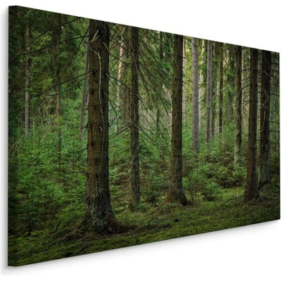 Plátno Lesní 3D Pohled Varianta: 70x50