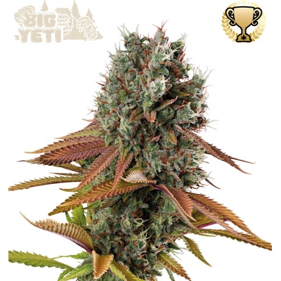 Seedstockers Superior Big Yeti semienka neobsahujú THC 25 ks