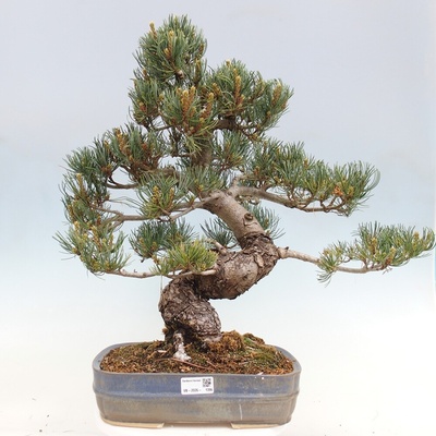 e-bonsai Venkovní bonsai - Pinus parviflora - Borovice drobnokvětá