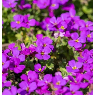 Aubrieta grac. 'Hamburger Stadtpark' Velikost hrnku: 10,5cm – Hledejceny.cz