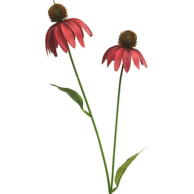 Třapatka - Echinacae spray beauty/červená V54 cm