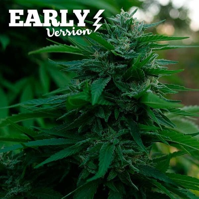 Delicious Seeds Lord Kush Early Version semienka neobsahujú THC 100 ks