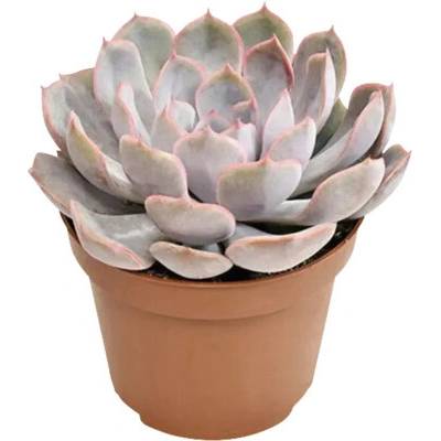 Pupovice FloraSelf výška 12-15 cm květináč Ø 10,5 cm