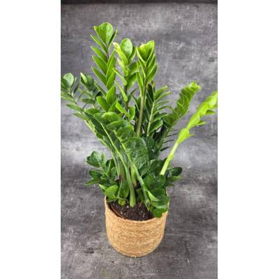 Zamioculcas Midori 19 cm