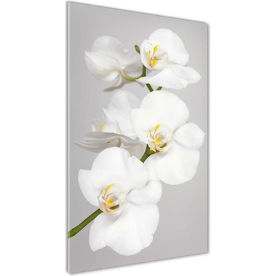 Vertikálny fotoobraz na skle Biela orchidea 50x100 cm