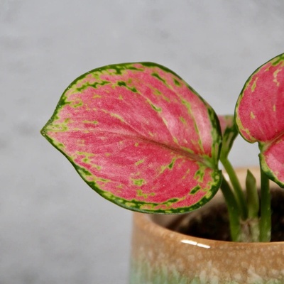 Aglaonema Pinky Promise baby