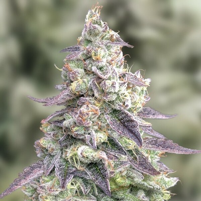 High Speed Buds #9 Pound Hammer Auto semienka neobsahujú THC 25 ks