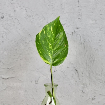 Epipremnum Aureum odrezok