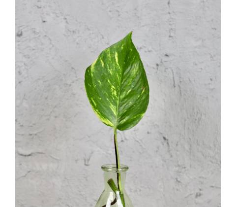 Epipremnum Aureum odrezok