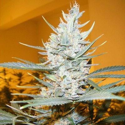 Cream Of The Crop Amphetamine Auto semienka neobsahujú THC 10 ks