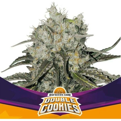 BSF Seeds Double Cookies semena neobsahují THC 7 ks