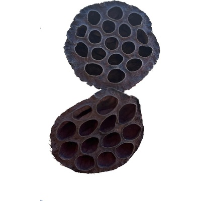 Indická sušina Lotus large, 20 ks, hnědý
