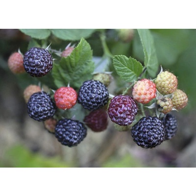 Malina BIO letní beztrnná FloraSelf Bio Rubus idaeus x neglectus 'Glen Coe' květináč 2 l
