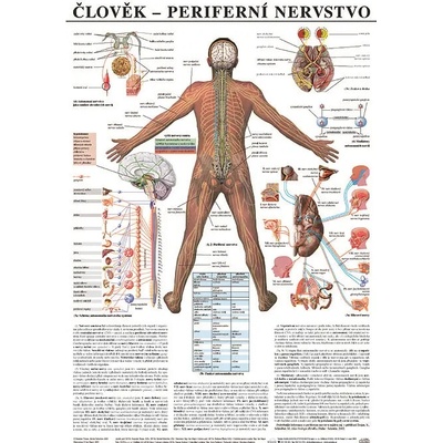 Scientia - Periferní nervstvo, 67 x 96 cm
