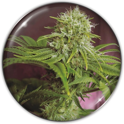 Medical Seeds Co. Elixir Vitae CBD semienka neobsahujú THC 10 ks